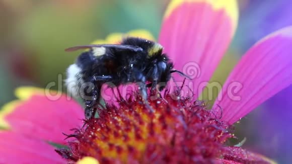 授粉花中的大黄蜂视频的预览图