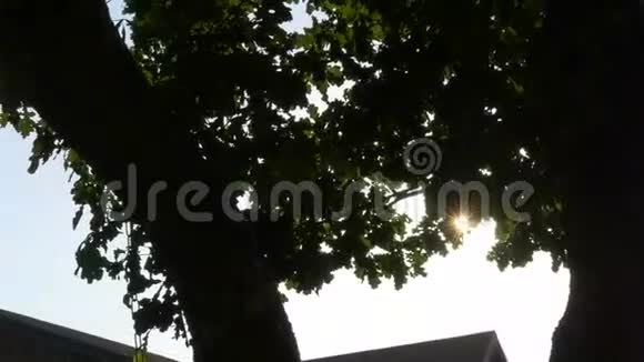 神奇的颜色太阳光线与耀斑缓慢通过树干视频的预览图