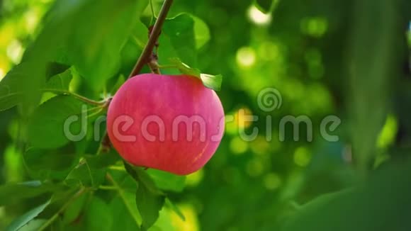 成熟多汁的红苹果挂在树枝上的绿叶间果园视频的预览图