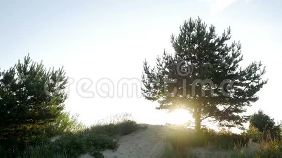 日落时分一棵大树站在沙滩上的剪影视频的预览图