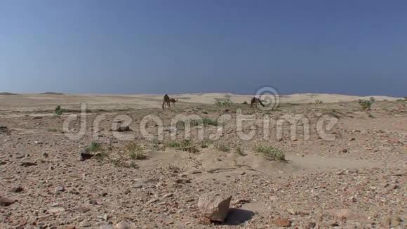 以沙丘为背景的骆驼视频的预览图
