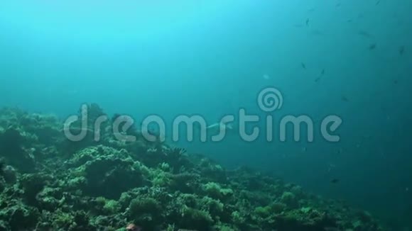 灰礁鲨鱼游过珊瑚礁视频的预览图