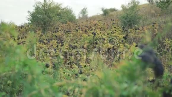 4K的野生黑莓灌木丛视频的预览图