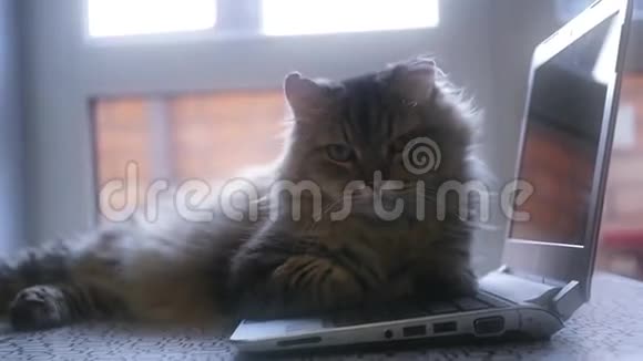 美丽快乐的毛茸茸的猫躺在笔记本电脑上打哈欠和舔高清1920x1080视频的预览图