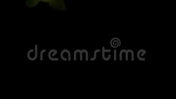 生菜叶子在黑色背景上视频的预览图