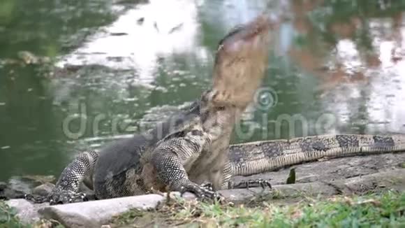 危险的蜥蜴掠食者野生条纹瓦兰瓦兰纳斯打捞者在国家公园池塘附近的地面上视频的预览图