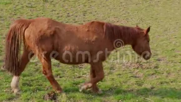马在牧场的围场上吃青草春日视频的预览图