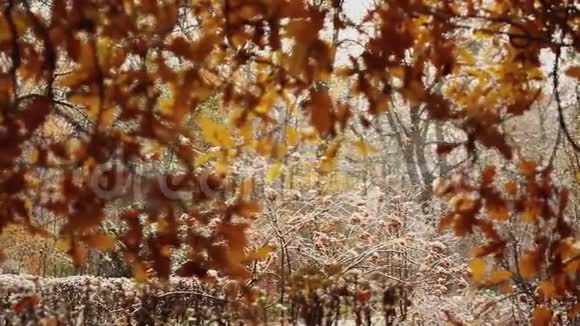 秋天公园里的雪和雨关上树在森林里下雪沉默与自然在雪地上播种植物视频的预览图