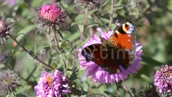 花朵上的蝴蝶视频的预览图