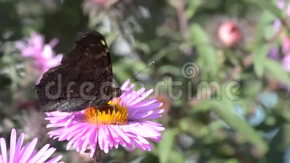 花朵上的蝴蝶视频的预览图