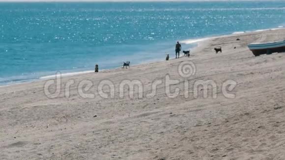 蓝蓝地中海背景下在海滩上与狗玩耍的人的剪影视频的预览图