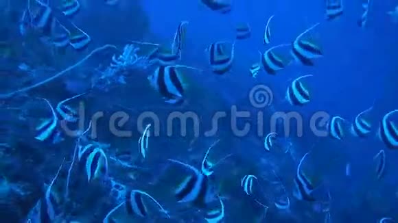 珊瑚礁上的旗鱼学校视频的预览图