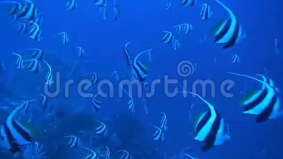 珊瑚礁上的旗鱼学校视频的预览图