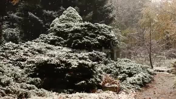 秋天公园里的雪和雨关上树在森林里下雪沉默与自然在雪地上播种植物视频的预览图