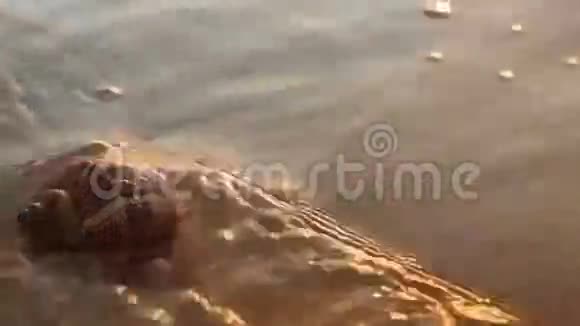 金沙上的贝壳视频的预览图