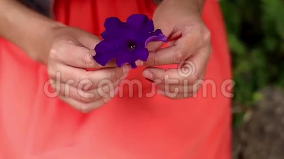 女子双手捧着紫花红绽放藏在怀里静态特写镜头视频的预览图
