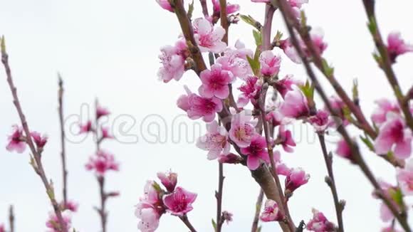 桃花在春天视频的预览图