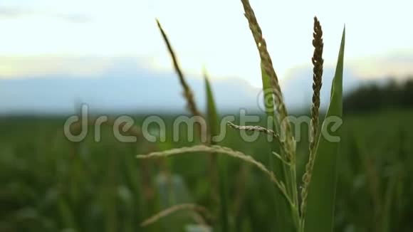康菲尔德玉米茎在风中摇曳视频的预览图