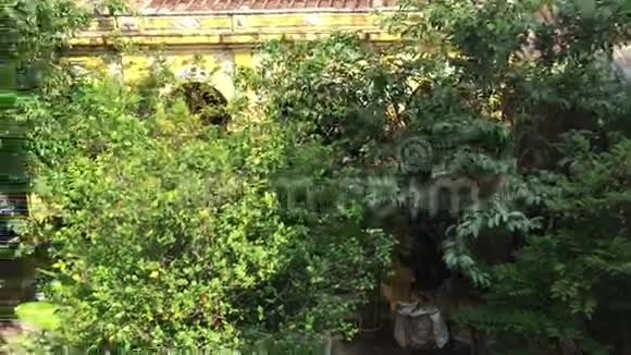 一棵宁静的莱菲花园里的树视频的预览图