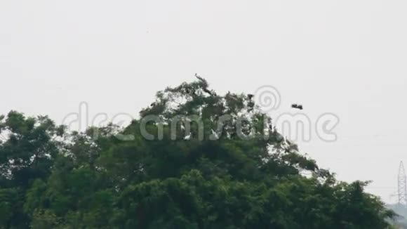 树枝上的鸟视频的预览图