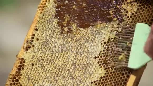 养蜂人打开蜂巢清洗蜂蜜细胞视频的预览图