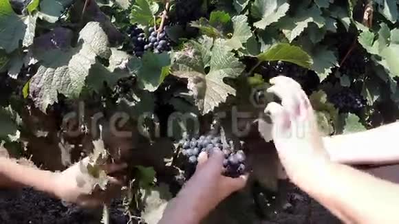 少年男子手拿葡萄在葡萄园中视频的预览图