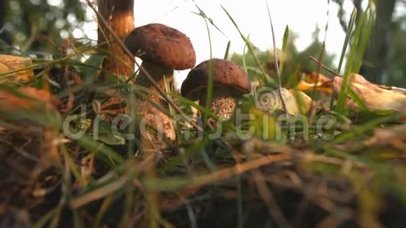 在树林里找蘑菇的女人慢动作视频的预览图