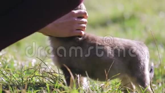 年轻女子正和一只可爱的小狗在露营地的草地上玩耍视频的预览图