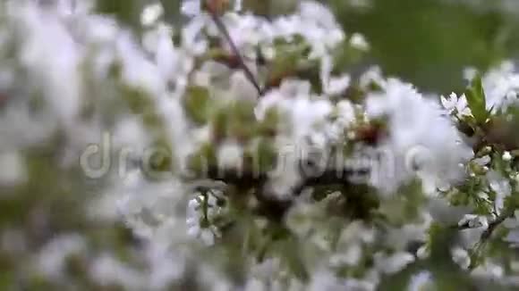 春天的花朵树改变焦点视频的预览图