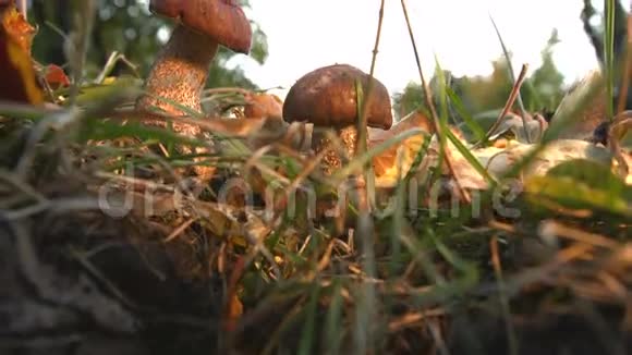 在树林里找蘑菇的女人视频的预览图