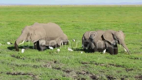 非洲象在沼泽的低地与黄色的热带草原觅食视频的预览图