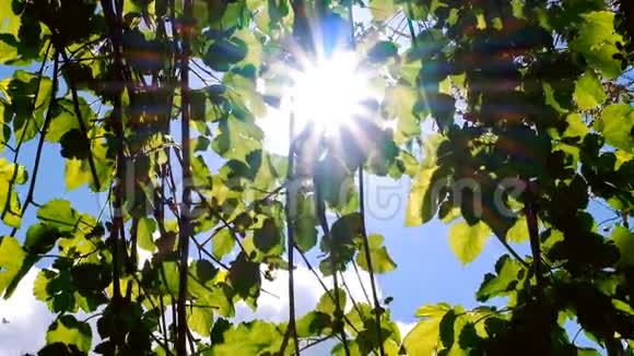 太阳在夏天透过葡萄叶照耀视频的预览图