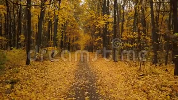 在风景优美的秋林中沿着小径飞行视频的预览图
