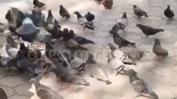 夏天城市鸽子在人行道上行走美丽的森林城市的鸽子生活视频的预览图