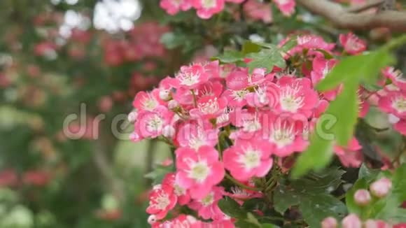 春天枝上美丽的粉红色花朵视频的预览图