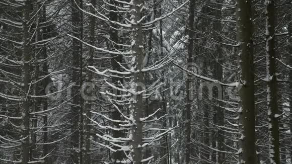 雪天的冬松林视频的预览图