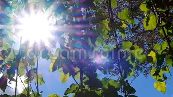 明亮缥缈的春叶背景朦胧的太阳耀斑闪烁欢乐的夏日概念视频的预览图