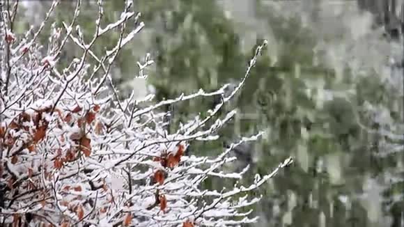 雪落在树枝上视频的预览图