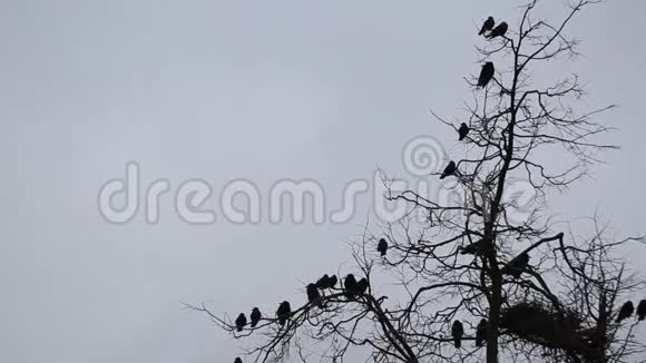 秋天的景象乌鸦在巢里飞来飞去的剪影视频的预览图