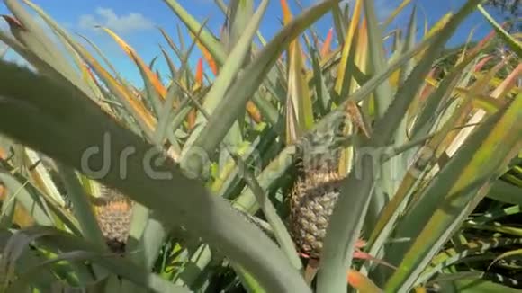 毛里求斯岛蓝天夏季菠萝农场景观视频的预览图
