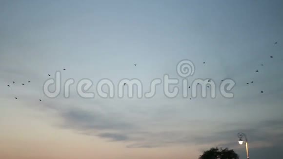 日落时有飞鸟视频的预览图