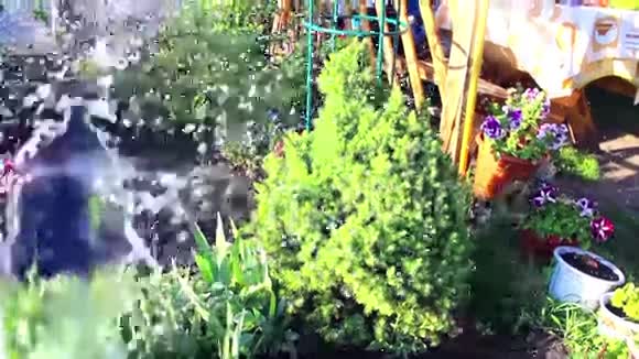 在炎热的日子给植物浇水视频的预览图