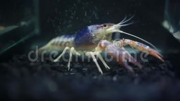 关闭鱼缸里的小龙虾视频的预览图