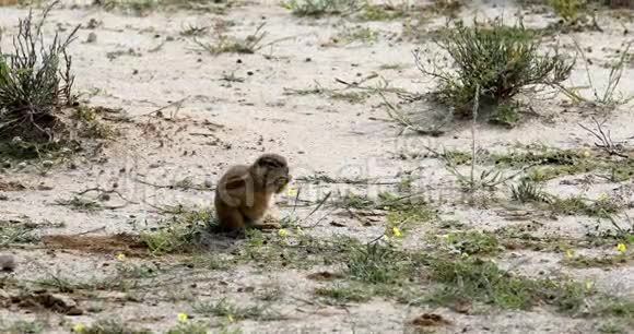 南非地松鼠非洲野生动物视频的预览图