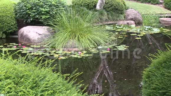 澳大利亚一个日式花园的池塘里有粉红色的水花视频的预览图