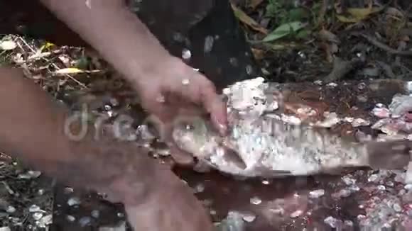 渔民挖除鱼的内耳视频的预览图