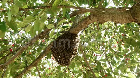 一群蜜蜂在树枝上视频的预览图