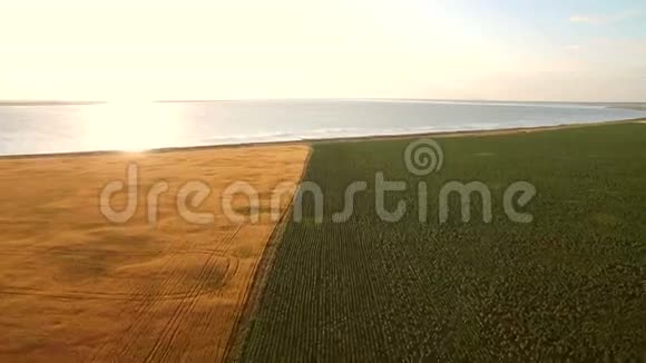 盐湖旁边海边黄绿的麦田视频的预览图