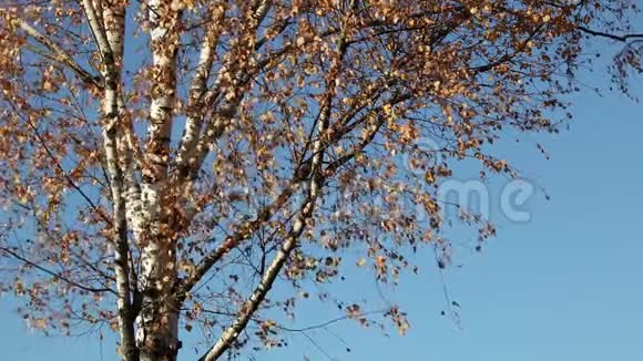 秋天的桦树覆盖蓝天视频的预览图