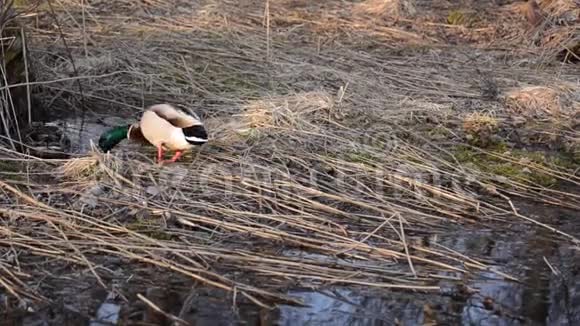 雌鸭和雄鸭在春天森林里寻找食物视频的预览图